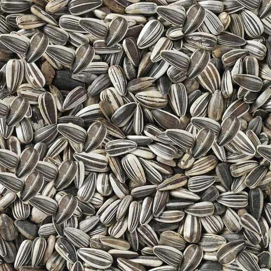 V6HFF41B1A6ED23EBDCCAC68E7856FE3A1AR7450079P4